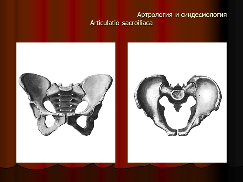 Артрология и синдесмология Articulatio sacroiliaca